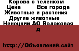 Корова с теленком › Цена ­ 69 - Все города Животные и растения » Другие животные   . Ненецкий АО,Волоковая д.